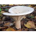 Мицелий Говорушки гигантской / Рядовка гигантская (Leucopaxillus giganteus)